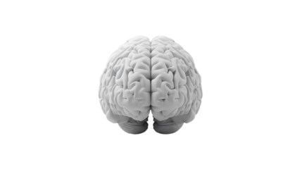 Realistic human brain render isolated on transparent background
