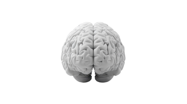 Realistic human brain render isolated on transparent background