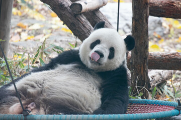 Obraz premium Close up PANDA in Bijing, Meng Er