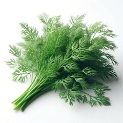 large bunch of green dill on white background, isolated