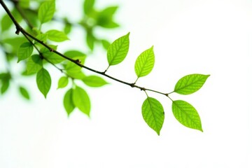 Obraz premium Branches with green leaves isolated on white background, solitary, natural