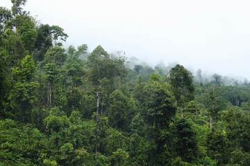 Tropical Forest at Meratus Mountain, Borneo Rainforest, Indonesia.