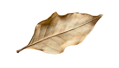 A dry, brown leaf showcasing intricate vein patterns and a slightly curled edge, emphasizing its aged texture and natural beauty.