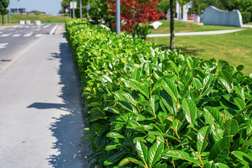 A vibrant green hedge lines a sunlit sidewalk in a modern urban park, with a red-leaved tree and a well-maintained landscape visible in the background.