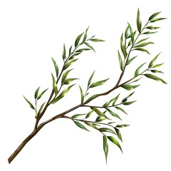 Fototapeta premium Weeping willow branch with lush cascading leaves isolated on white