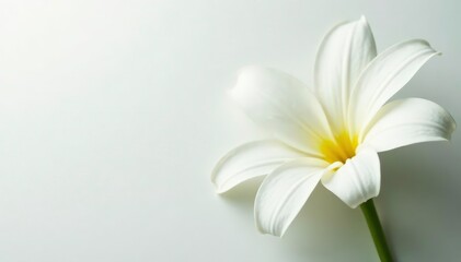 Close-up shot of pristine white petals on minimalist backdrop, bloom, peaceful, elegance