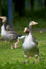 Greylag goose with its gang on the green meadow