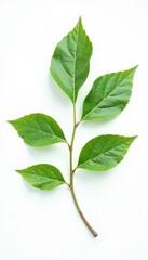 Obraz premium Delicate branch with subtle leaf veins on white background, nature, isolated, minimalist