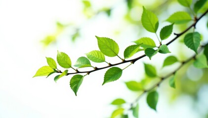 delicate branches in shades of green and brown against white, foliage, branch, organic