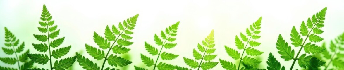 Fototapeta premium Delicate ferns in shades of green on white background, foliage, organic