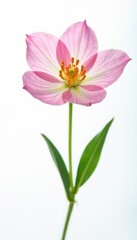 Delicate flower isolated on a crisp white background, isolated, simplicity, delicate