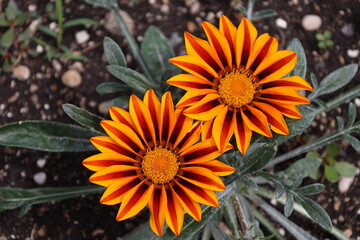 overhead close-up two large blossoms with orange center surrounded by many golden orange brown dark-brown petals