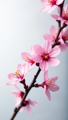 Obraz premium Freshly picked cherry blossom branch isolated, bloom, cherry blossom