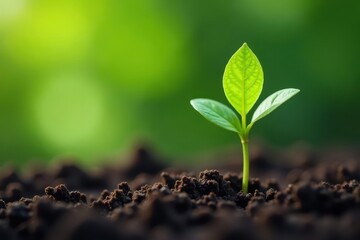 Fototapeta premium Tiny green sprout pushing through soil, signifying new business growth , emergence, ecology, plant