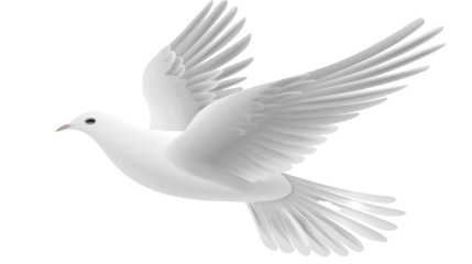 White dove flying with open wings on transparent background