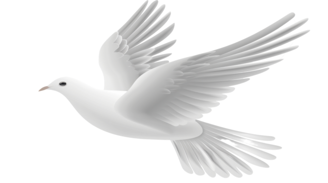 White dove flying with open wings on transparent background