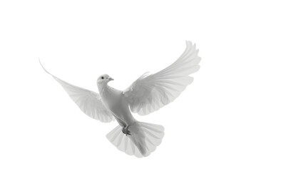 Fototapeta premium White dove flying with open wings on transparent background