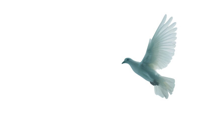 Obraz premium White dove flying with transparent background: symbol of peace and purity