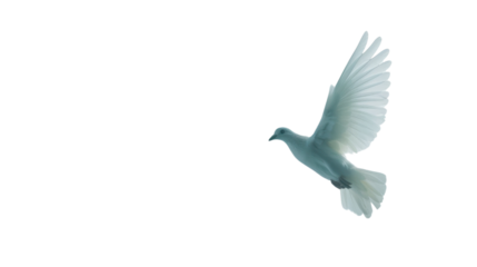 White dove flying with transparent background: symbol of peace and purity