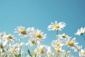 Fototapeta premium A vibrant image of a field of white daisies reaching towards a clear blue sky, symbolizing purity and new beginnings. MZ 