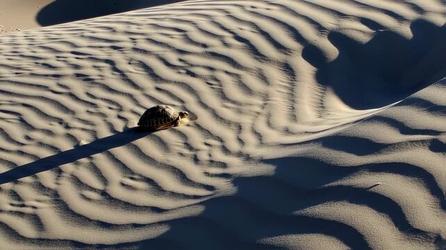 A tortoise moves slowly across the patterned sand dunes as the sun rises in the background, creating beautiful shadows and highlighting the serene desert environment