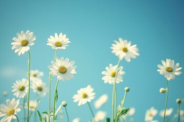 A vibrant image of a field of white daisies reaching towards a clear blue sky, symbolizing purity and new beginnings --ar 3:2 --v 6.1 Job ID: ce79b456-a4fd-47b8-b3e9-e36053676de7
