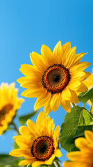 Obraz premium Bright yellow sunflowers bloom under clear blue sky, radiating warmth and joy in vibrant summer scene