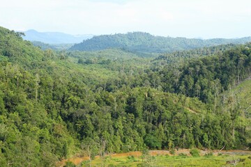 Naklejka premium Tropical Forest at Meratus Mountain, Borneo Rainforest, Indonesia.