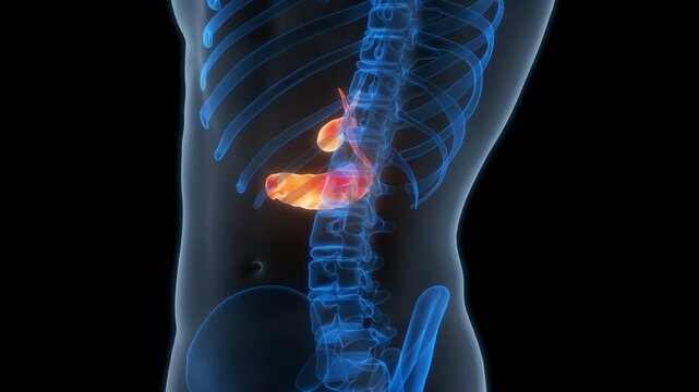 Human Internal Organs Pancreas with Gallbladder Anatomy Animation Concept