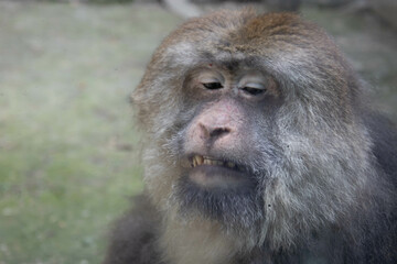 A portrait of Bored Monkey, Tibetan monkey ( Pere David's monkey )