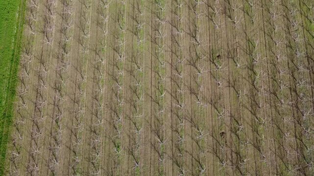 Pescheti e campi verditra collina e Pianura Padana a Volpedo - Alessandria - Piemonte - Italia (dal drone)