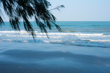 palm tree on the beach