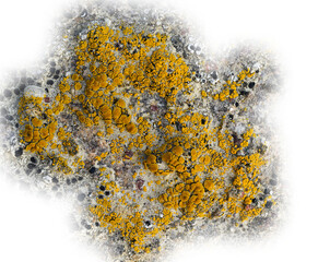 Detailed macro image of patches of yellow black lichen a natural abstract. Transparent areas.