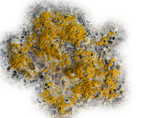 Detailed macro image of patches of yellow black lichen a natural abstract. Transparent areas.