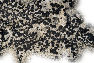 Detailed macro image of patches of grey black lichen a natural abstract. Transparent areas.