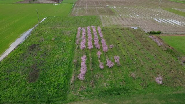 Pescheti e campi verditra collina e Pianura Padana a Volpedo - Alessandria - Piemonte - Italia (dal drone)