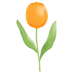 orange tulip 