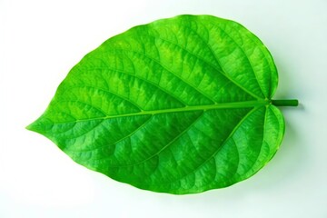 Obraz premium Large leafy green isolated on white background, botany, leafy greens