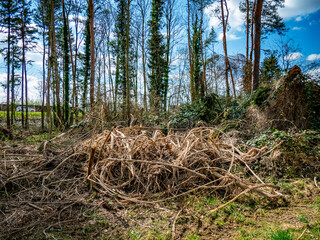 Abholzung eines W&auml;ldchens im Fr&uuml;hjahr