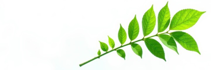 Fototapeta premium Lush green leaves on a single stem isolated on white background, botanicals, plants