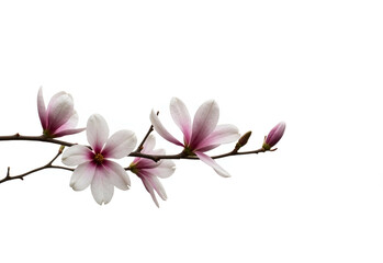 Obraz premium Magnolia Flowers Branch Isolated White Background