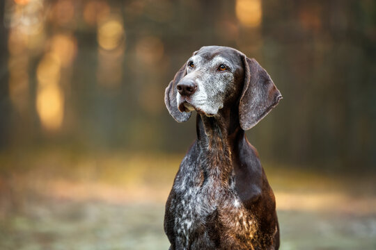 old german shorthaired pointer dog portrait outdoors
