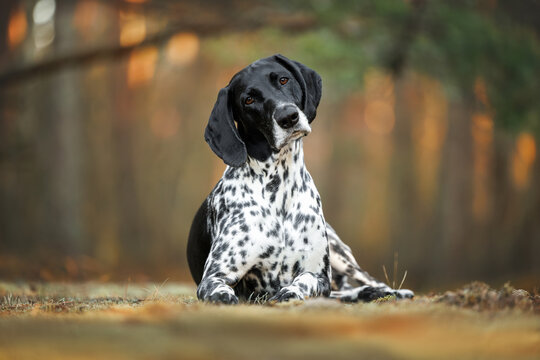 german shorthaired pointer dog lying in the forest and looking curious with a head tilt