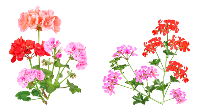 On the left are standing and on the right hanging geranium varieties