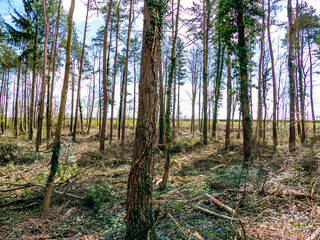 Abholzung eines W&auml;ldchens im Fr&uuml;hjahr