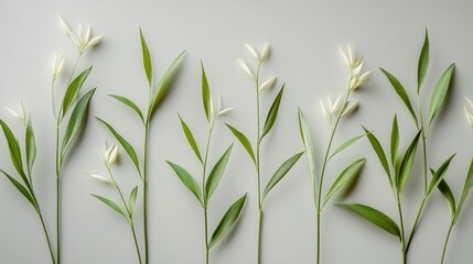 Fototapeta premium Elegant Arrangement of Delicate Green Leaves and White Flowers on a Soft Gray Background