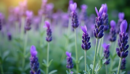 Fototapeta premium Spanish lavender plant with spring purple flower spikes and silvery leaves, nature, flora
