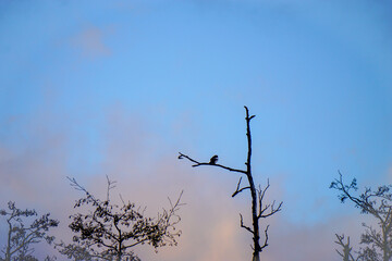 A bird perching of a tree branch againt sky