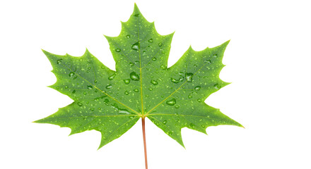 Isolated Maple Leaf with Water Droplets