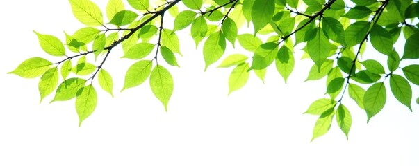 Summer green birch tree with vibrant leaves isolated on a white background,  cutout,  foliage